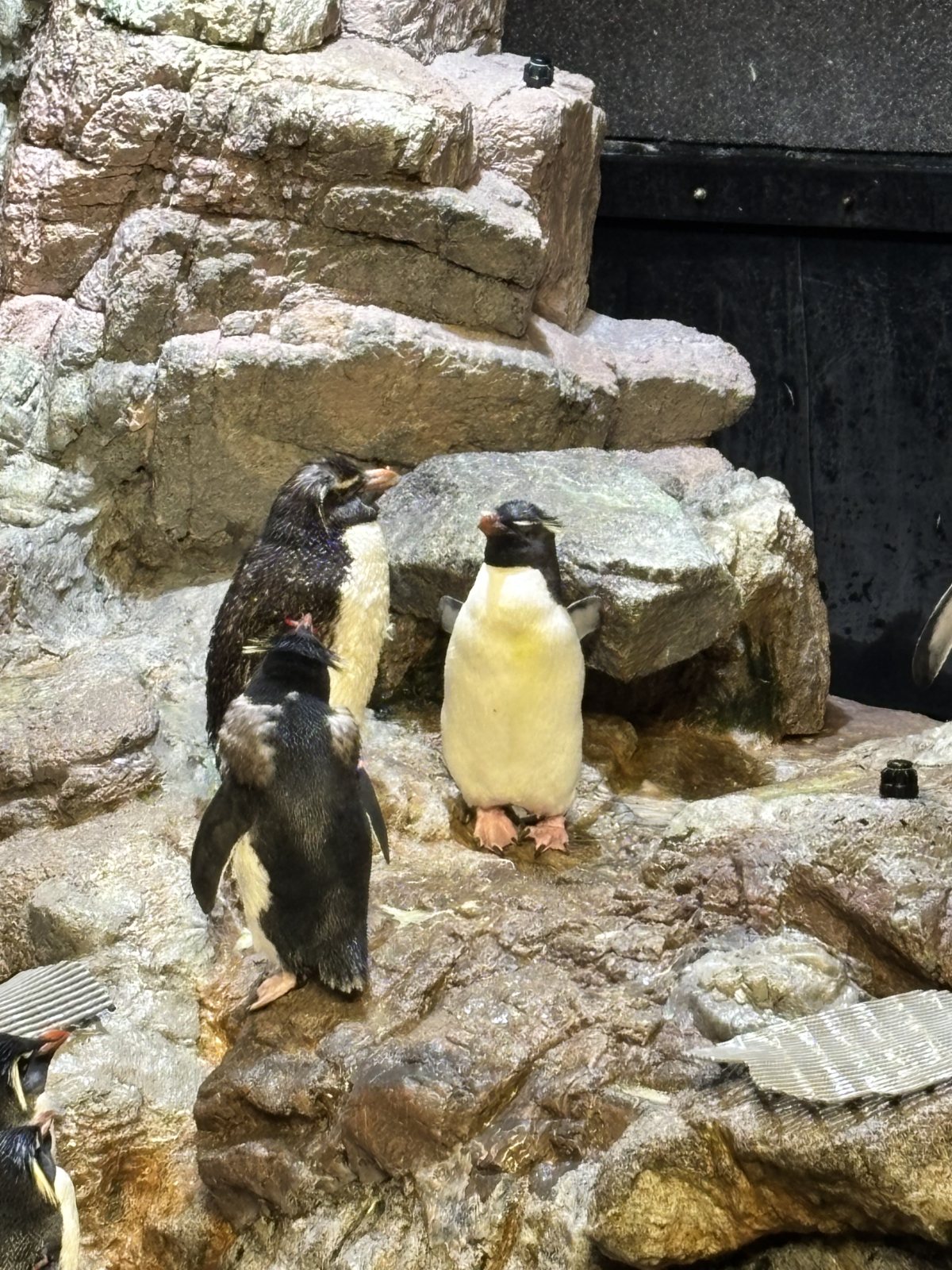 Penguins at the New England Aquarium, Boston