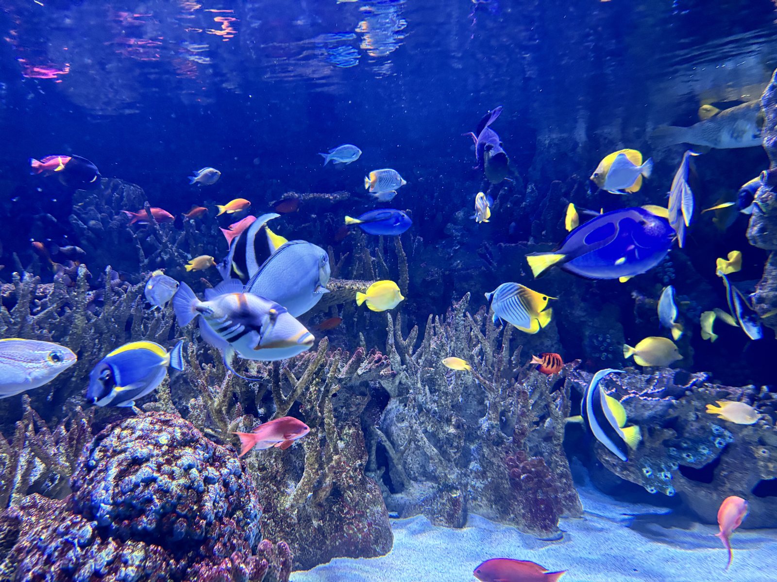 Inside the New England Aquarium, Boston
