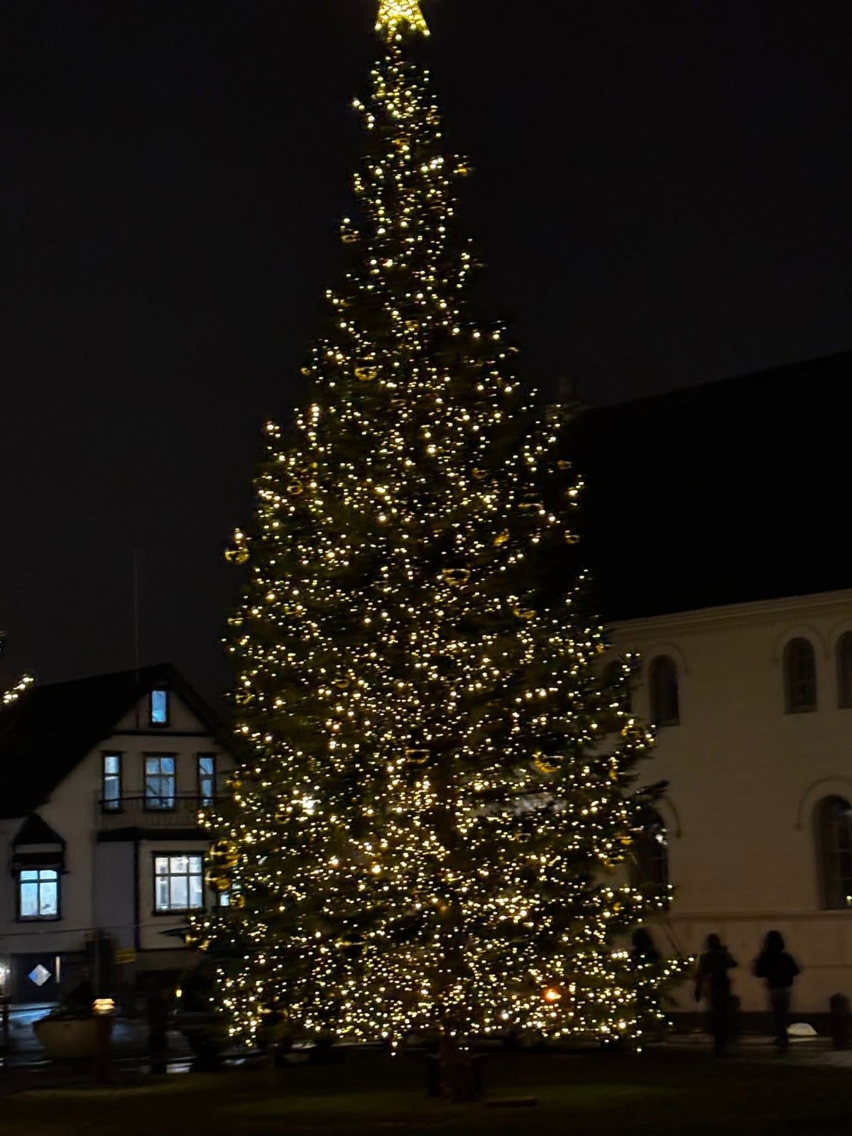 The Oslo Christmas tree on Austurvöllur, Reykjavik
