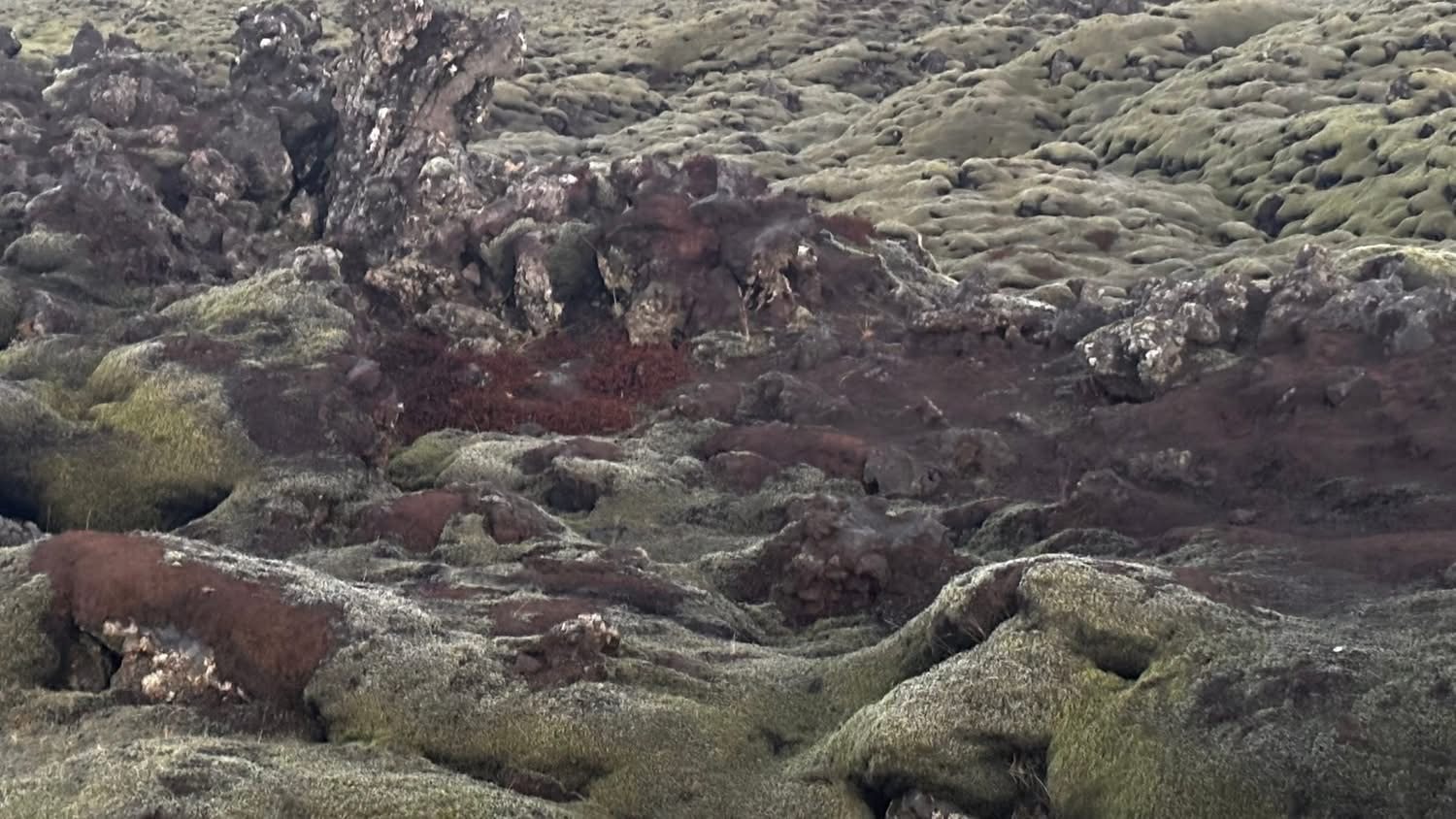 The moss-covered Eldhraun lava field, Iceland
